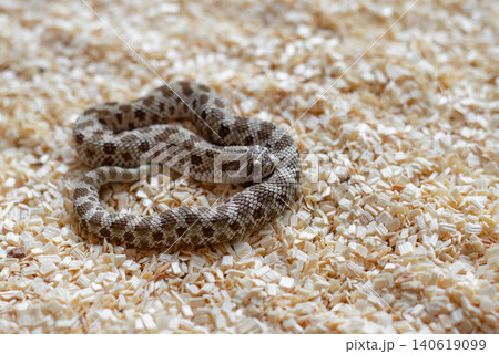 Close-up of a cute newborn Western Hognose snake hatchling (Heterodon nasicus) coiled on wood shavings looking at the camera. Close-up of a cute newborn Western Hognose snake hatchling (Heterodon nasicus) coiled on wood shavings looking at the camera. 140619099