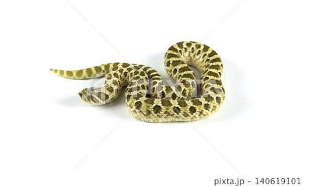 Full body of a Western Hognose snake (Heterodon nasicus) crawling isolated on white background. Full body of a Western Hognose snake (Heterodon nasicus) crawling isolated on white background. 140619101