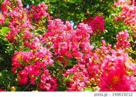 初夏のピンク色の花の風景1 140619212