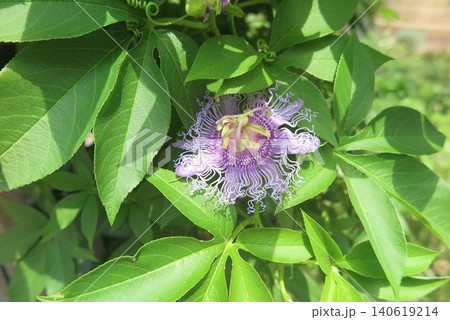 紫色の花を咲かせた植物の光景1 紫色の花を咲かせた植物の光景1 140619214