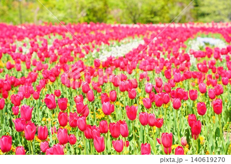 春の陽気に包まれた美しいチューリップの花畑 春の陽気に包まれた美しいチューリップの花畑 140619270