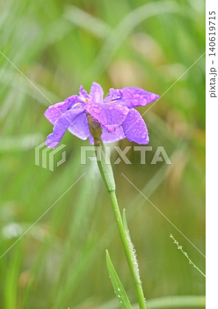 雨に濡れた花ショウブ 140619715