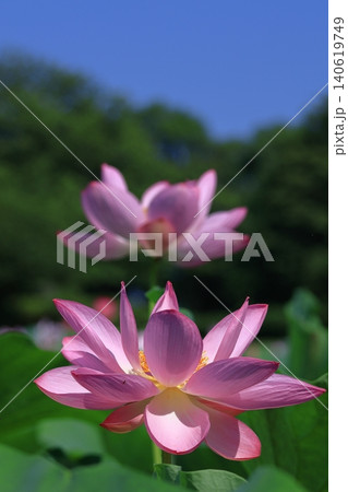 神聖な花 神聖な花 140619749