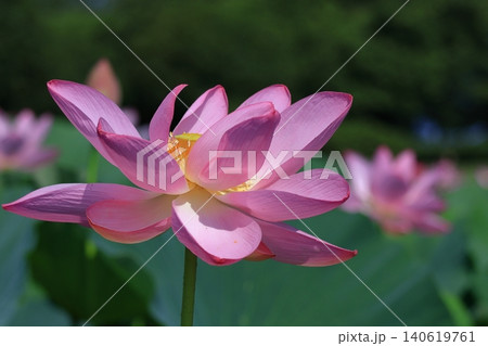 神聖な花 神聖な花 140619761