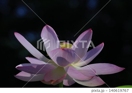 神聖な花 神聖な花 140619767