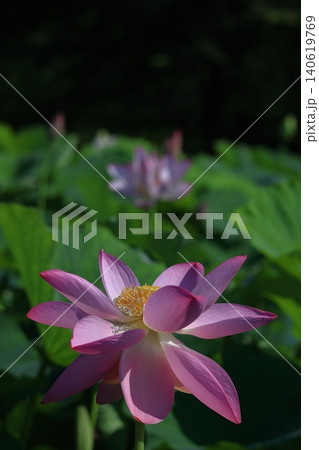 神聖な花 神聖な花 140619769