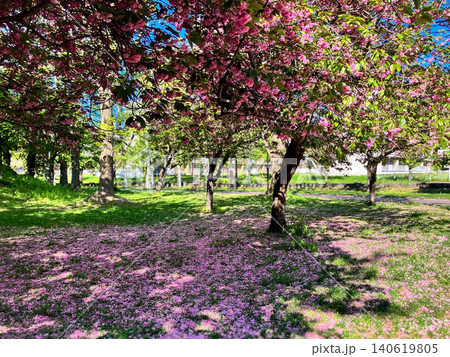 農試公園 八重桜の花びら 札幌市西区 春 農試公園 八重桜の花びら 札幌市西区 春 140619805