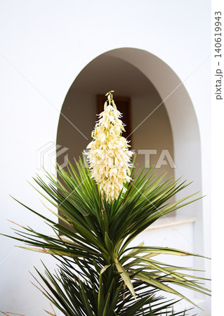 Yucca treleasei plant in natural habitat, showcasing its striking rosette form and spiky evergreen foliage Yucca treleasei plant in natural habitat, showcasing its striking rosette form and spiky evergreen foliage 140619943