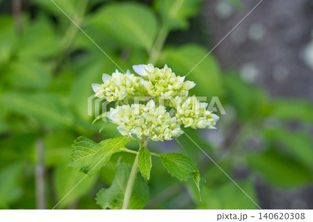 咲き始めのアジサイの花と蕾 140620308