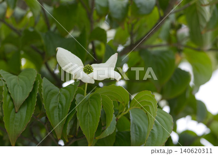 新緑の葉の中に咲く白いヤマボウシの花 新緑の葉の中に咲く白いヤマボウシの花 140620311