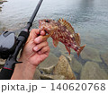 休日に趣味のルアー釣りで根魚のカサゴを釣り上げた写真 休日に趣味のルアー釣りで根魚のカサゴを釣り上げた写真 140620768