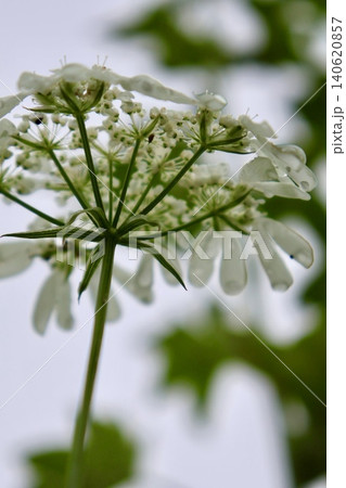 白い花 白い花 140620857