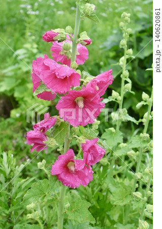 タチアオイの一種である植物のピンク色の花を撮影した写真 タチアオイの一種である植物のピンク色の花を撮影した写真 140620861