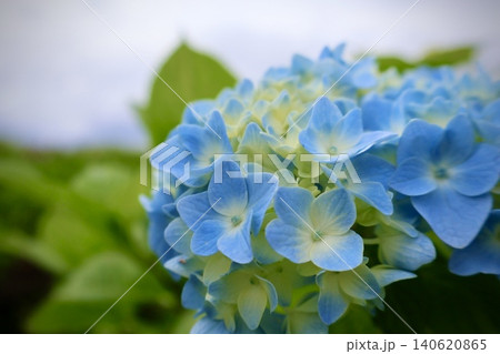 青い紫陽花 青い紫陽花 140620865