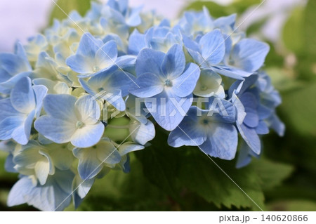 青い紫陽花 青い紫陽花 140620866