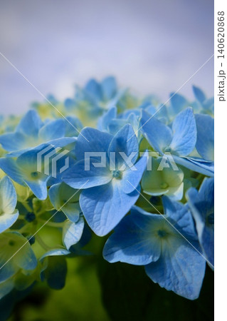 青い紫陽花 青い紫陽花 140620868
