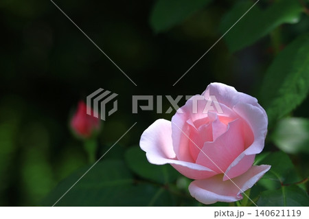 花の女王 花の女王 140621119