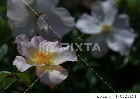 花の女王 花の女王 140621151