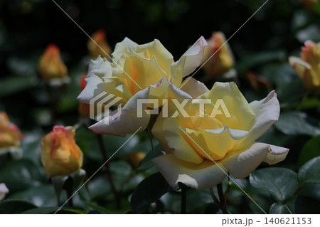花の女王 花の女王 140621153
