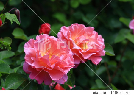 花の女王 花の女王 140621162