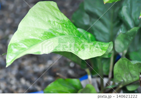 Anthurium Renaissance or Anthurium Renaissance leaf ,leaves or Anthurium leaf and rain droplet Anthurium Renaissance or Anthurium Renaissance leaf ,leaves or Anthurium leaf and rain droplet 140621222