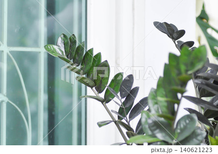 Zamioculcas zamiifolia , Zanzibar Gem or ARACEAE or black Zamioculcas zamiifolia or black leaf Zamioculcas zamiifolia , Zanzibar Gem or ARACEAE or black Zamioculcas zamiifolia or black leaf 140621223