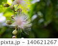 サガリバナ サガリバナ 140621267