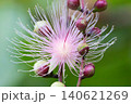 サガリバナ サガリバナ 140621269