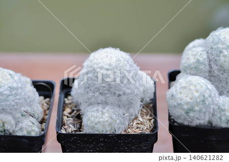 mammillaria ,mammillaria plumosa or cactus plant 140621282