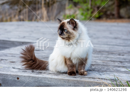 Portrait of a Himalayan cat sitting outdoors. Portrait of a Himalayan cat sitting outdoors. 140621298