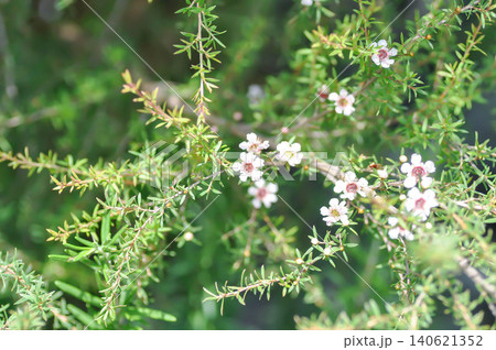 manuka or Astartea affinis, Broom tea tree or Chamelaucium uncinatum or Leptospermum scoparium or manuka flower or Myrtaceae or New Zealand manuka or Tea tree or west coast astartea flower 140621352