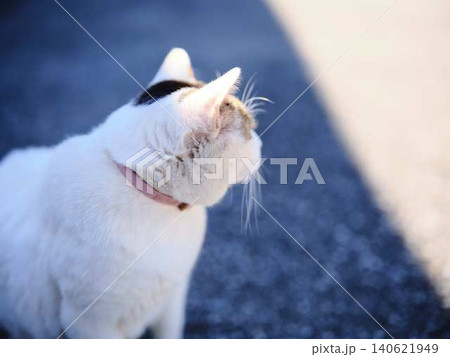 飼い猫 飼い猫 140621949