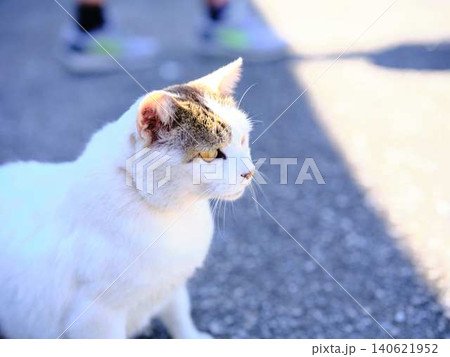 飼い猫 飼い猫 140621952