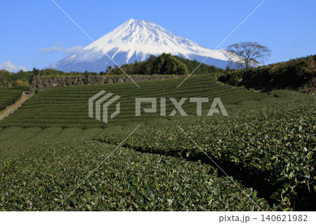 茶畑から望む富士山 茶畑から望む富士山 140621982