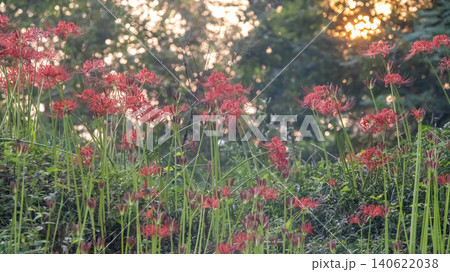 Lycoris radiata Lycoris radiata 140622038