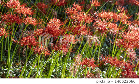 Lycoris radiata Lycoris radiata 140622060