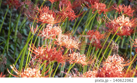 Lycoris radiata Lycoris radiata 140622062