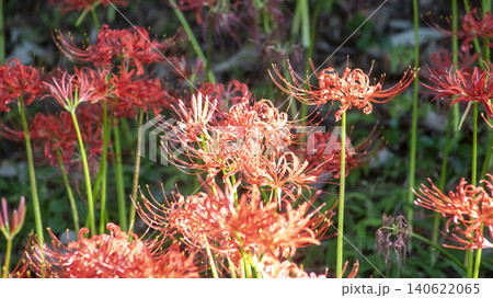 Lycoris radiata Lycoris radiata 140622065