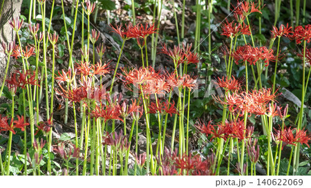Lycoris radiata Lycoris radiata 140622069