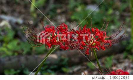 Lycoris radiata Lycoris radiata 140622082