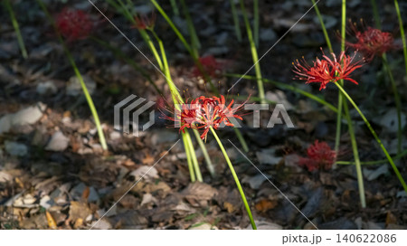 Lycoris radiata Lycoris radiata 140622086
