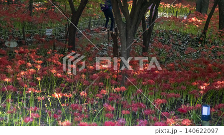 Lycoris radiata Lycoris radiata 140622097