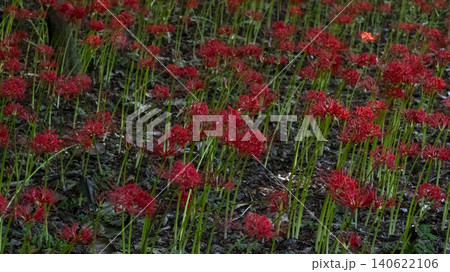 Lycoris radiata Lycoris radiata 140622106
