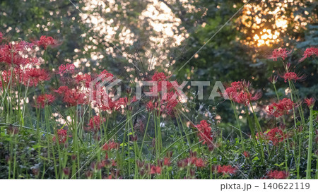 Lycoris radiata Lycoris radiata 140622119