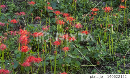 Lycoris radiata Lycoris radiata 140622132