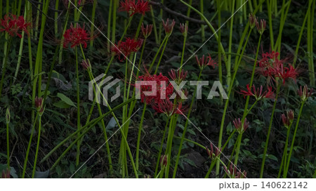 Lycoris radiata Lycoris radiata 140622142