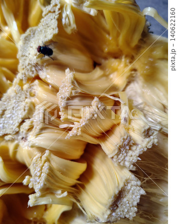 Black fly resting on fresh yellow jackfruit pulp in natural environment. Black fly resting on fresh yellow jackfruit pulp in natural environment. 140622160