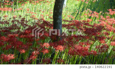 Lycoris radiata Lycoris radiata 140622191