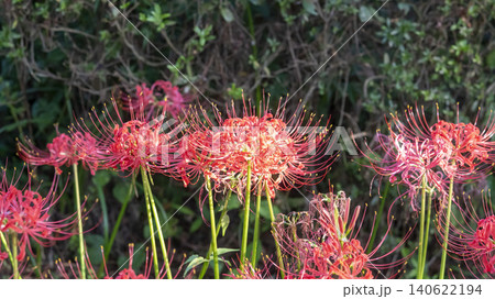 Lycoris radiata Lycoris radiata 140622194