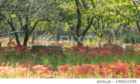 Lycoris radiata 140622208